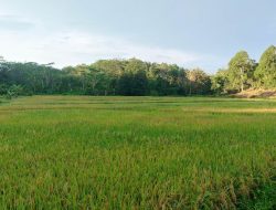 Targetkan Jadi Lumbung Pangan IKN, Distanak Kenalkan Terobosan Memaksimalkan Produksi Sawah