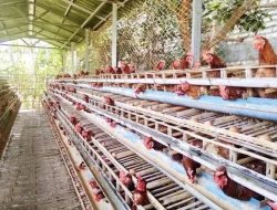 Bisa Jadi Percontohan, Desa Loa Duri Menggagas Transformasi Ternak Ayam Petelur