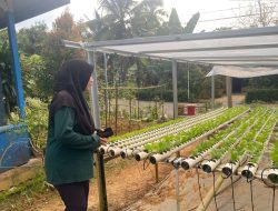 Regenerasi Petani Milenial Jadi Tantangan Utama di Desa Perjiwa