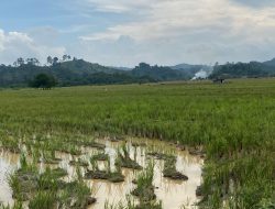 Kelola Lahan 40 Hektar, Poktan Desa Muara Kaman Hulu Terus Meningkatkan Produktivitas