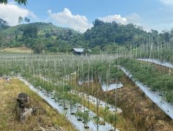 Desa Perjiwa Andalkan Hortikultura untuk Perkuat Ekonomi dan Ketahanan Pangan