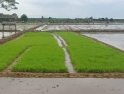 Desa Sebuntal Siap Jadi Lumbung Padi Kukar dengan Pengembangan Infrastruktur Irigasi
