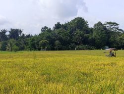 Distanak Kukar Terus Berupaya Tingkatkan Jumlah SDM Petani di Wilayah Hulu