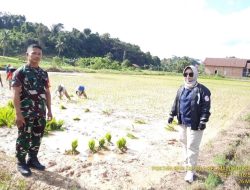 Tanaman Hortikultura Kelurahan Maluhu Jadi Pemasok Pasar Tenggarong