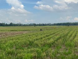 Andalkan Ratusan Hektare Sawah, Kelurahan Bukit Biru Berpotensi Jadi Penghasil Pangan Utama di Kukar