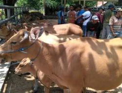 Tingkatkan Mutu Ternak, Distanak Kukar Berikan Penyuluhan kepada Peternak Hewan