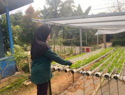 Perlu Mencari Pangsa Pasar, Miranti Optimis dengan Potensi Tanaman Hidroponik