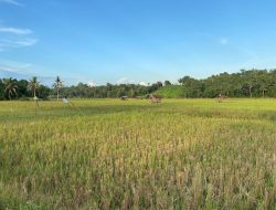 Sektor Pertanian Desa Loa Duri Ulu Siap Mendukung Ketahanan Pangan IKN di Masa Depan