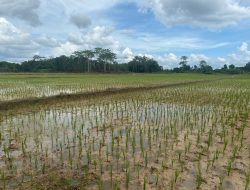 Desa Perjiwa Tingkatkan Produktivitas Pertanian Lewat Kolaborasi dan Teknologi Modern