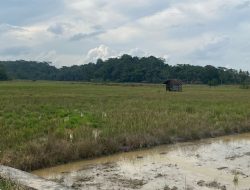 Tingkat Pemahaman Petani Lokal, Distanak Kukar Gelar Pelatihan Mekanisasi Alat Pertanian