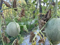 Petani Melon Tenggarong Perluas Pangsa Pasar Hingga ke Samarinda