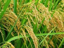 Hadapi Tantangan SDM yang Minim, Banyak Potensi Lahan Pertanian yang Perlu Dioptimalkan