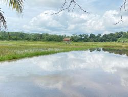 Pertanian Dusun Batu Hitam Meningkat Signifikan Berkat Bantuan Pemerintah