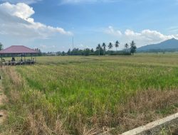 Optimalkan Potensi Pertanian, Kepala Desa Ponoragan Ajak Pemuda Lihat Peluang Bidang Pertanian