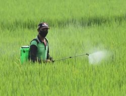 Pelatihan Pengendalian Hama Terpadu di Sebulu, Fokuskan pada Peningkatan Produksi Padi