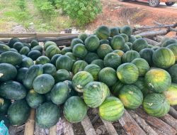 Produksi 30 Ton Semangka Setiap Musim, Jadi Andalkan Perekonomian Desa Muara Kaman Hulu
