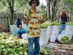 Miliki Lahan yang Luas, Muara Kaman Hulu Berpotensi Jadi Sentra Pertanian Jagung