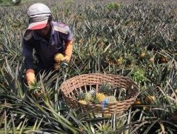Distribusi Hasil Pertanian Hortikultura Desa Sebulu Ulu Fokus di Wilayah Lokal