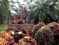 Harga TBS Sawit Kaltim Alami Kenaikan