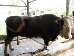 Sapi “Bejo” Asal Samarinda yang Dipilih Jadi Kurban Presiden RI