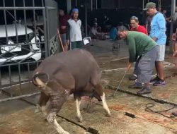 Tali Putus, Sapi Kurban di Samarinda Mengamuk