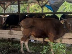 Kebutuhan Hewan Kurban di Kaltim Alami Kenaikan Jelang Iduladha