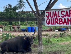 Warga Diimbau Beli Hewan Kurban yang Memiliki SKKH