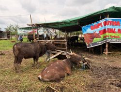Tahun Ini, Penjualan Sapi Kurban di Samarinda Turun 50 Persen