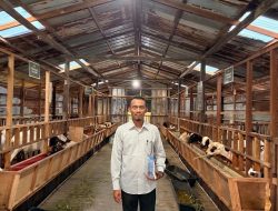 Cara Ponpes Istiqomah Samarinda Tekan Biaya Makan Santri, Dengan Pembibitan Domba