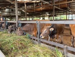 Sapi Kurban di Samarinda Dipastikan Bebas Penyakit Jelang Iduladha