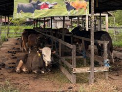 Sapi Kurban 2026 Surplus, Daya Beli Warga Samarinda Malah Lesu
