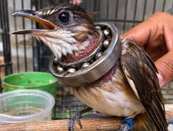 Iseng Pasang Bearing Motor di Organ Vital, Pria 30 Tahun Berakhir Jalani Operasi Darurat