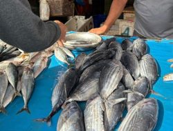 Imbas Cuaca Tak Menentu, Harga Ikan di Samarinda Naik Turun