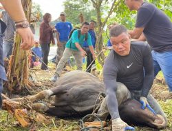 Info Taruna Samarinda Sembelih 8 Hewan Kurban