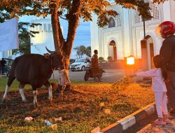 Masjid Raya Darussalam Samarinda Targetkan 2.000 Warga Terima Daging Kurban