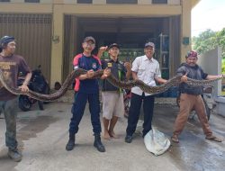Piton Sepanjang 5 Meter di Samarinda Sempat Melilit Warga yang Mengavakuasinya