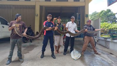 Piton Sepanjang 5 Meter di Samarinda Sempat Melilit Warga yang Mengavakuasinya