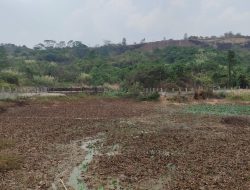 PT SGP Pastikan Tak Ada Lagi Buaya di Kolam Konservasi Palaran
