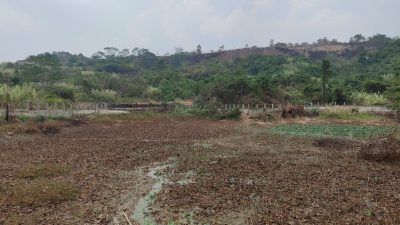 PT SGP Pastikan Tak Ada Lagi Buaya di Kolam Konservasi Palaran